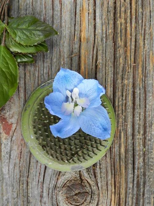 SKY WALTZ LIGHT BLUE DELPHINIUM